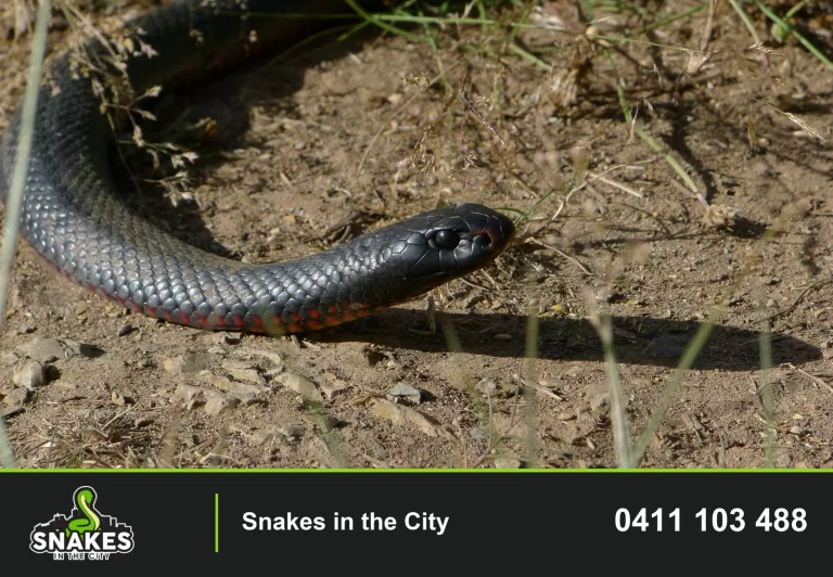 Red-bellied Black Snake on dry soil among sparse grass.