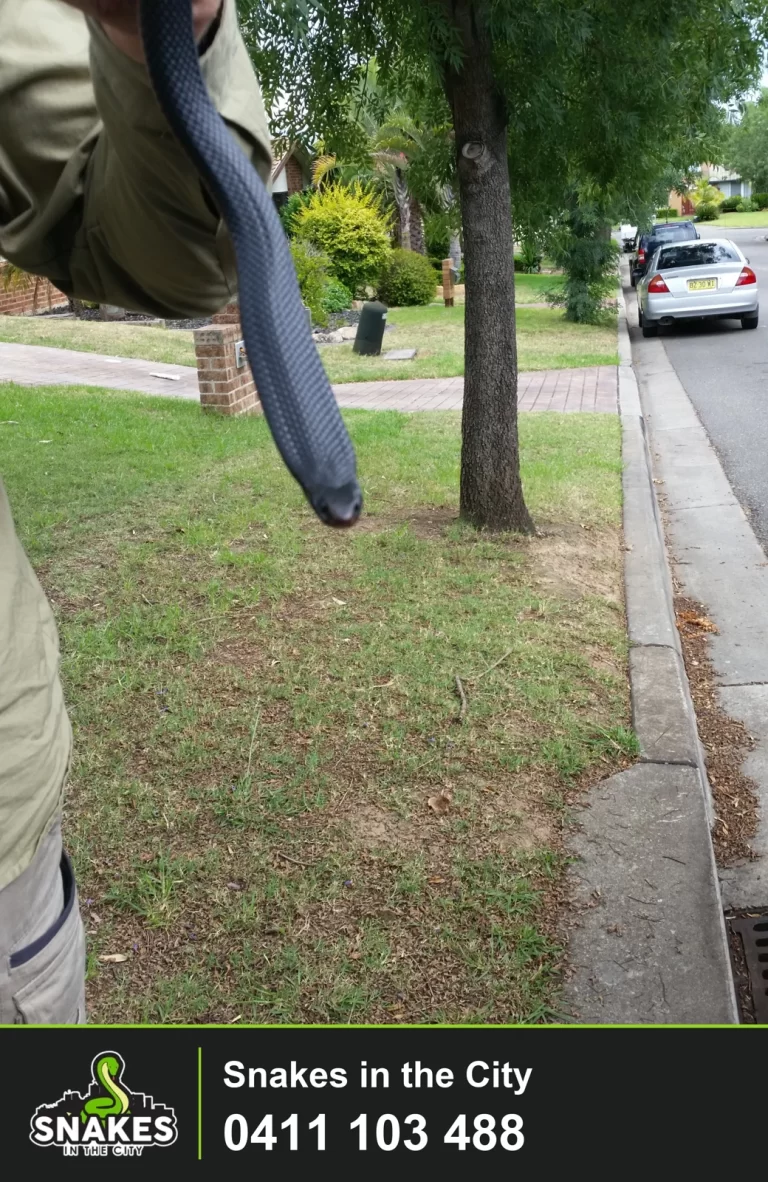 Red-bellied Black Snake being held beside a suburban street.