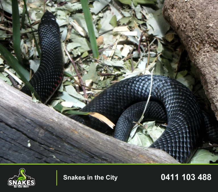 Red-bellied Black Snake coiled among leaves beside a log and rock.