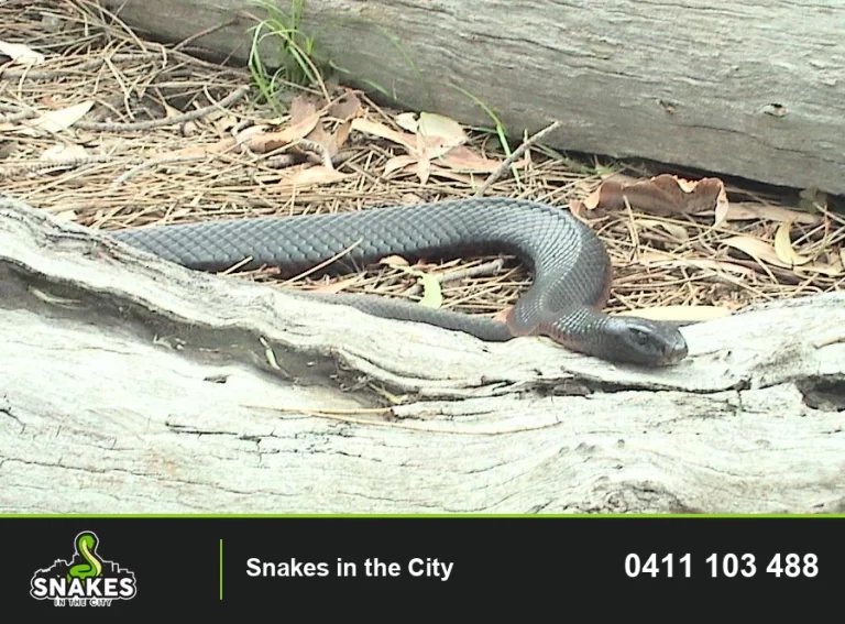Red-bellied Black Snake resting among weathered logs and dry leaves.