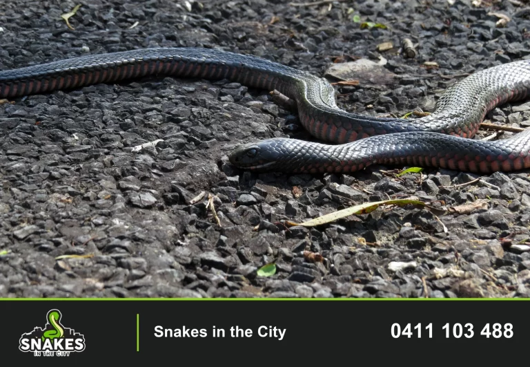 Red-bellied Black Snake on a road surface, with red lower flanks visible.