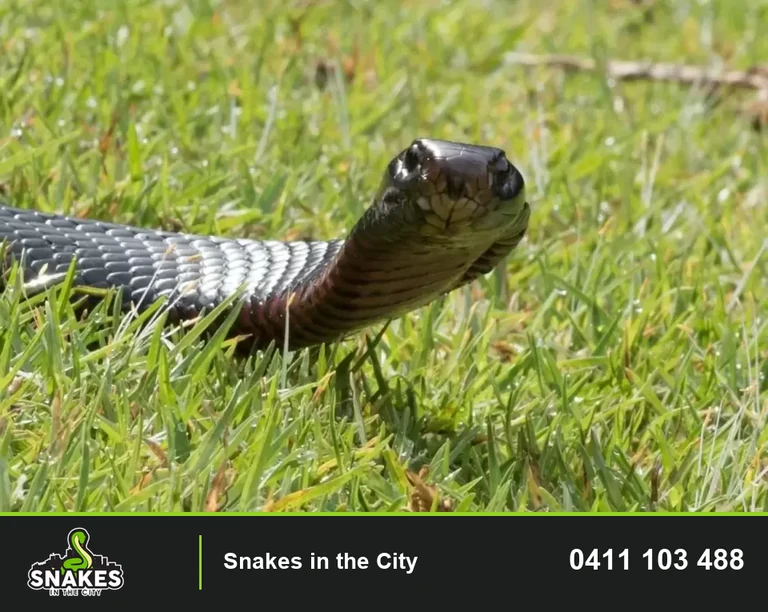 Red-bellied Black Snake raising its head in grass in Sydney