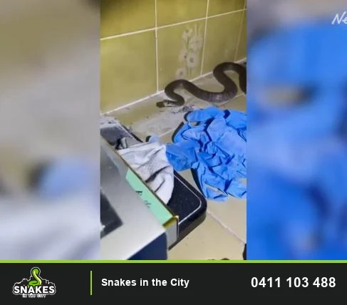 Snake on a tiled bathroom floor beside clothing and a tray; supplied video still.
