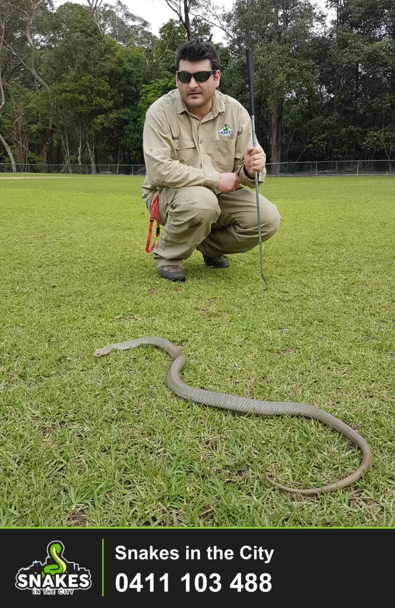 Snake catcher crouching with a snake hook behind a snake on grass in a park.