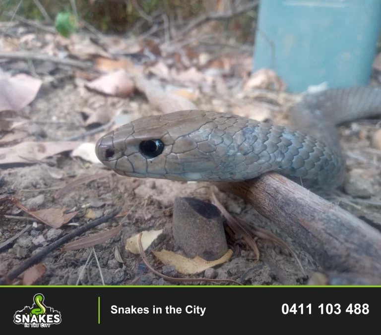 Close view of a snake resting its head on a branch among dry leaves, photographed in Werrington.