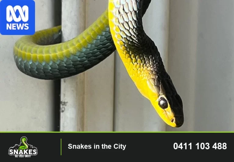 Yellow-and-green snake in a supplied ABC News image. ABC News logo retained.