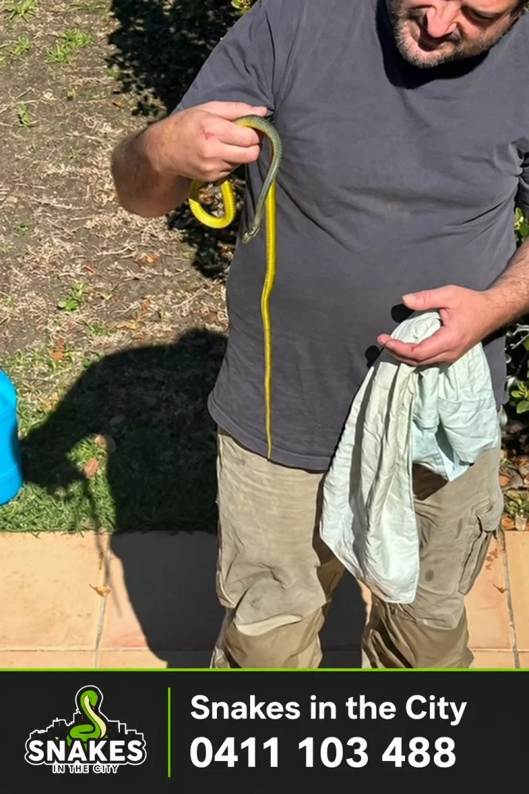 Snakes in the City network catcher holding the tree snake removed from a front yard on Dorset Street, Northbridge
