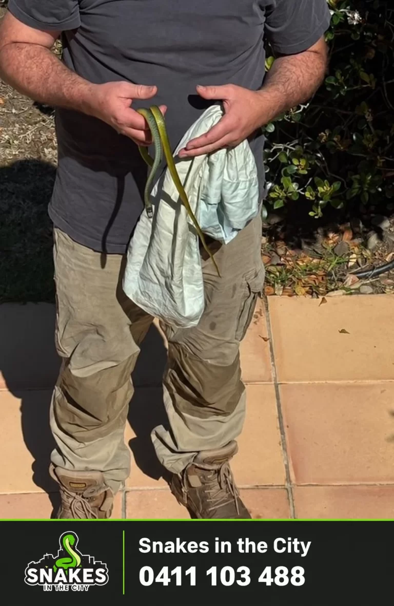 Northbridge tree snake held beside a collection bag during the Dorset Street call-out