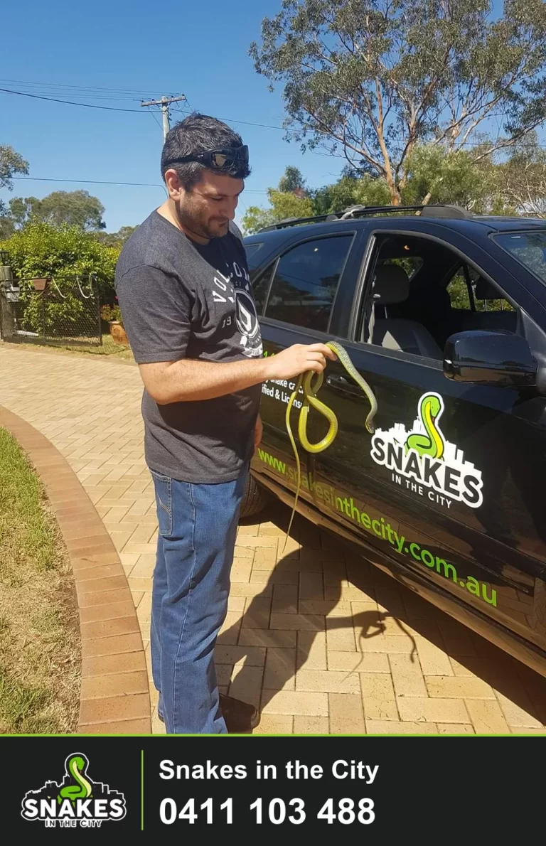 Tree snakes being held beside a Snakes in the City branded car.