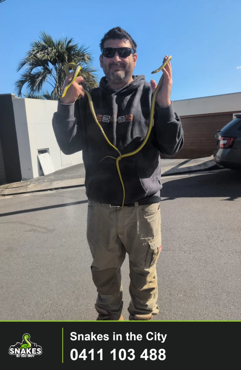 Tree snakes held during a Cammeray call-out, with a palm tree behind.
