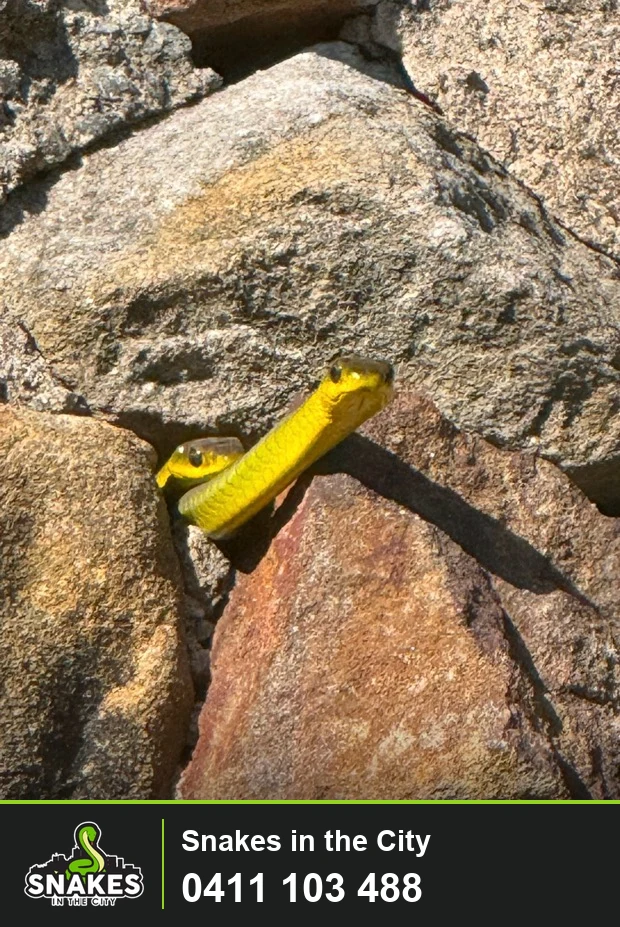 Two tree snakes peering from a gap between sunlit rocks.