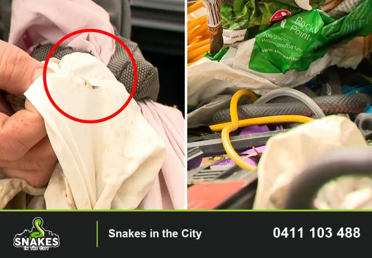 Two-panel image showing a snake among fabric and household items, with a red circle highlighting one area.