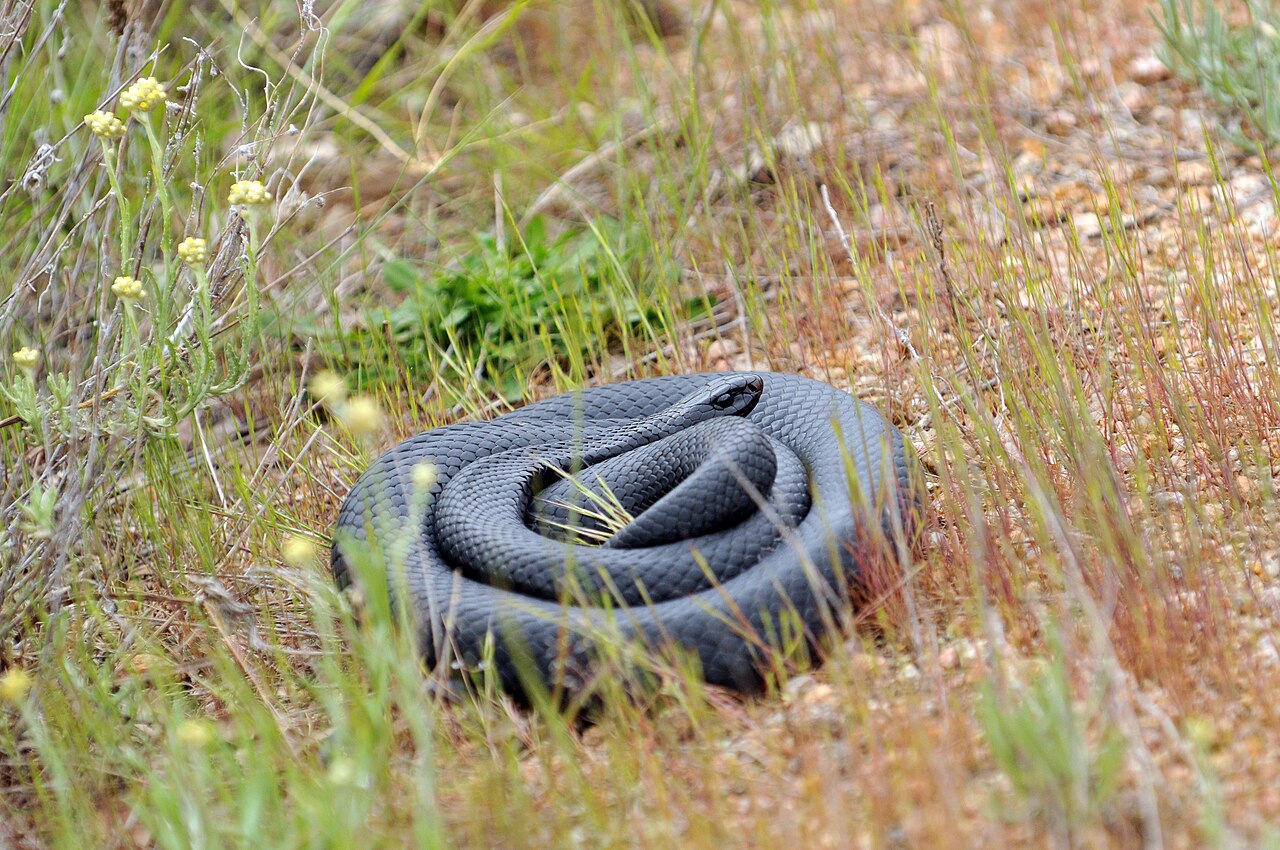 Coiled red-bellied black snake photographed in Victoria, not a St Clair sighting