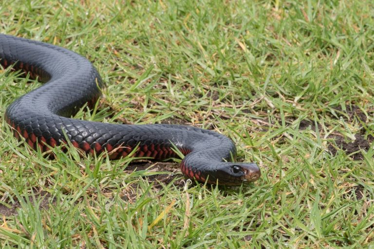 Red-bellied black snake on grass — SITC archive photograph