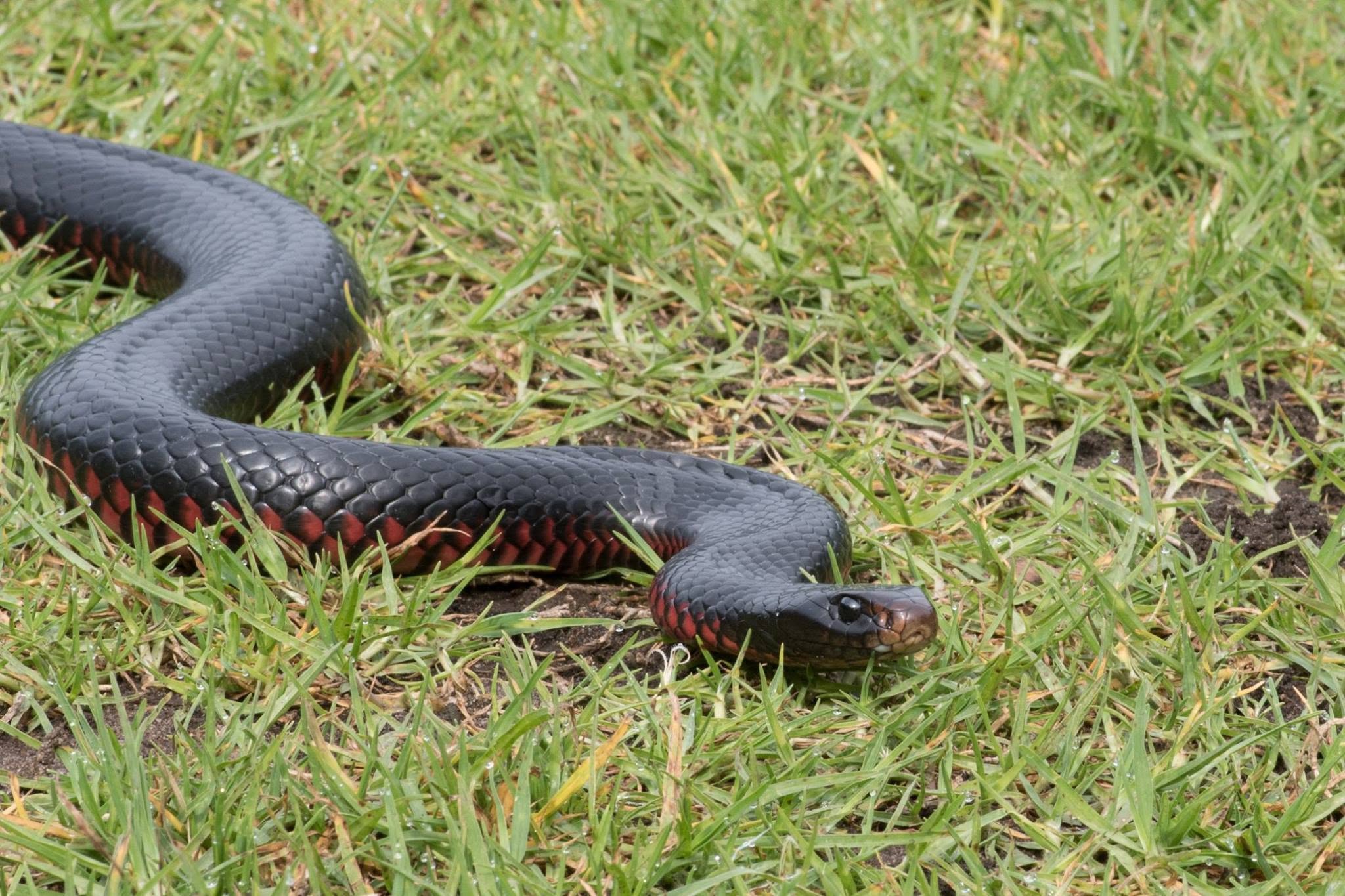 Red-bellied black snake on grass, showing its black back and red lower sides