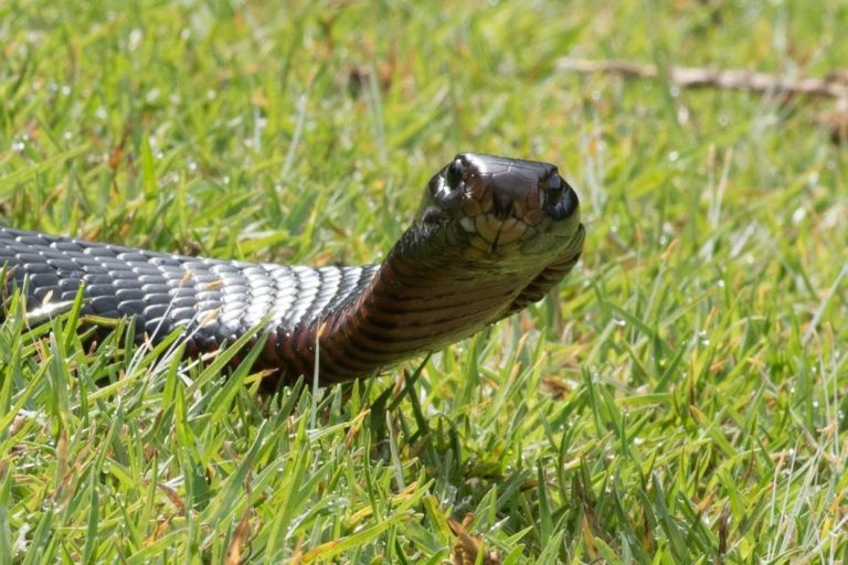 Archive photograph of a red-bellied black snake with its head raised above grass