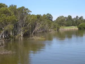 Parramatta River at Rydalmere