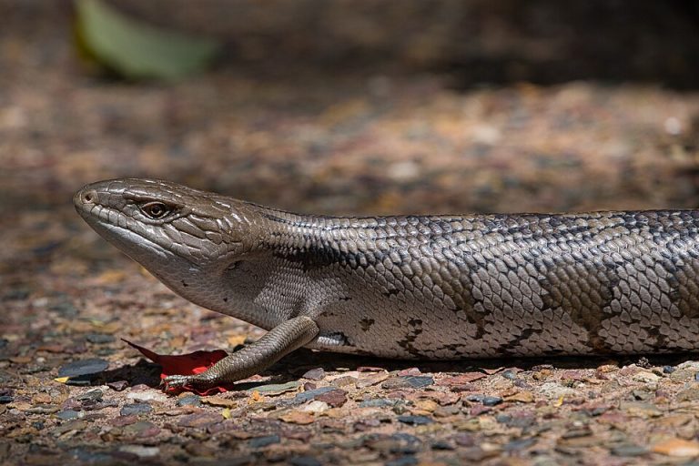 Illustrative eastern blue-tongue lizard photographed in Brisbane