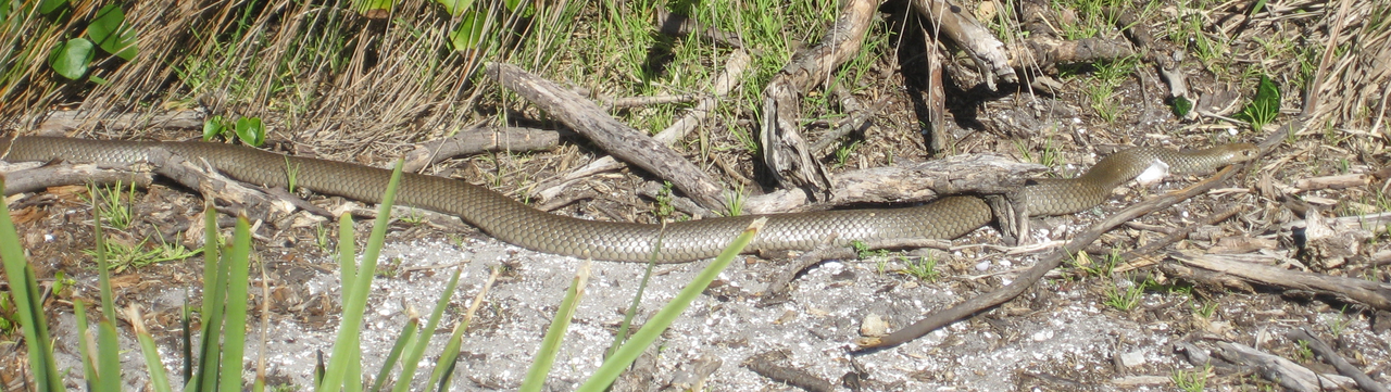 Eastern brown snake moving across leaf litter in Bundeena, not Llandilo