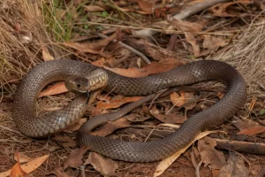 Eastern brown snake showing its slender body and small head