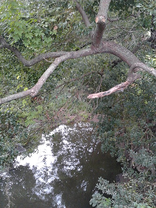 Overhanging trees and creek-bank vegetation at Vineyard Creek in Rydalmere