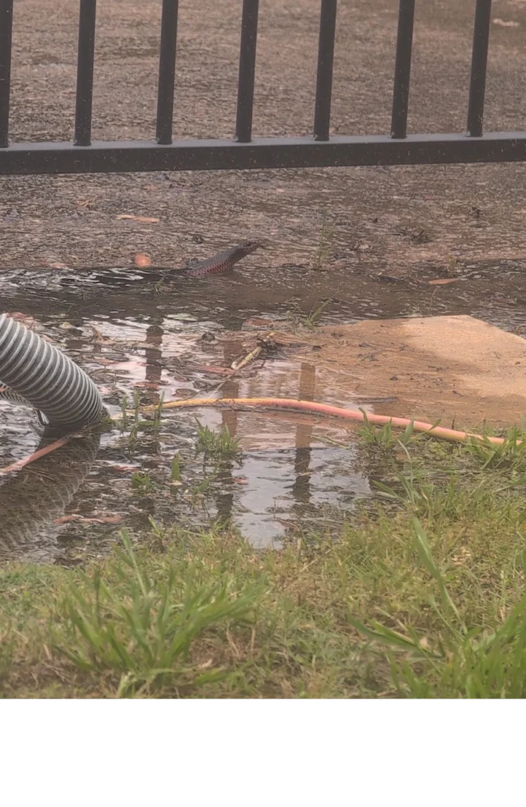Red-bellied black snake surfacing for a breath beside pool edging in Winston Hills during a Snakes in the City rescue.