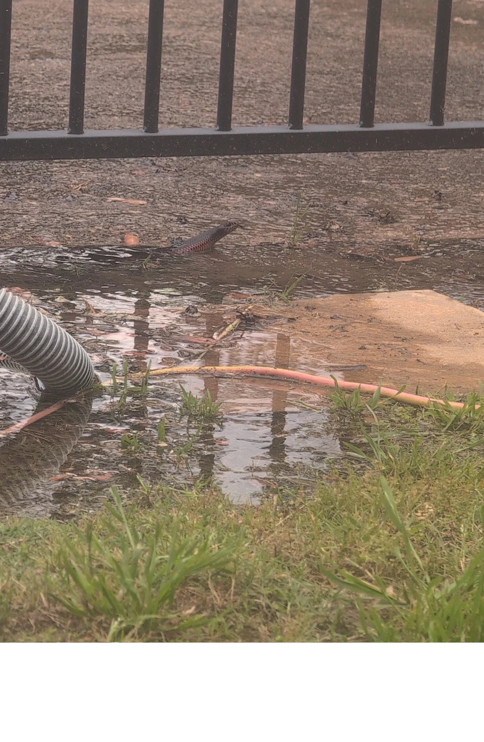 Red-bellied black snake surfacing for a breath beside pool edging during the Winston Hills rescue