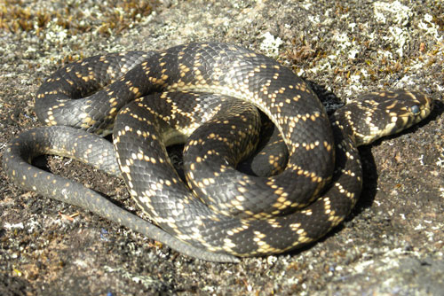 Broad Headed Snake