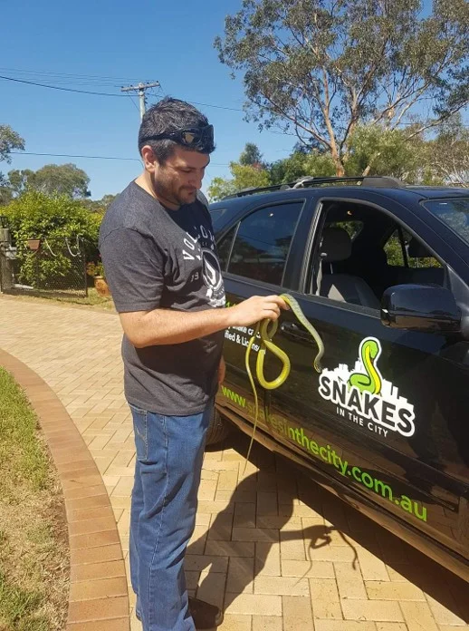 Green-and-yellow Common Tree Snake held beside the matching Snakes in the City vehicle logo in Willoughby
