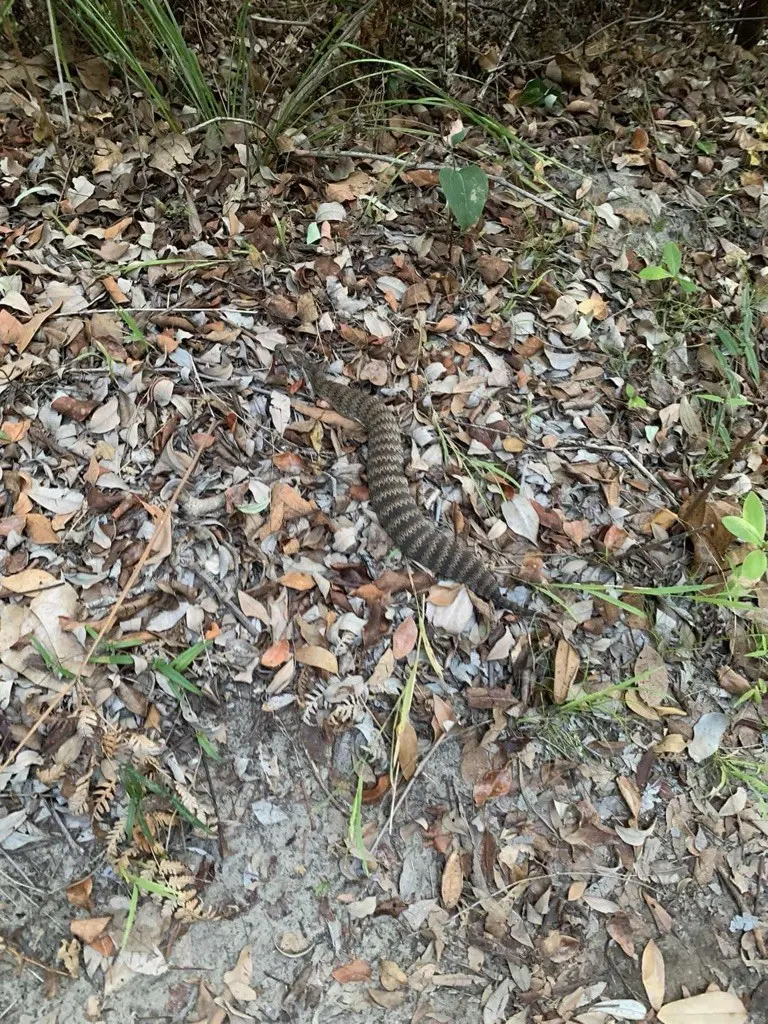 Death adder photographed in leaf litter at Flat Rock Gully near Northbridge
