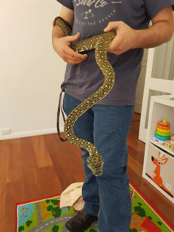 Diamond Python safely held after removal from a children's playroom in Engadine