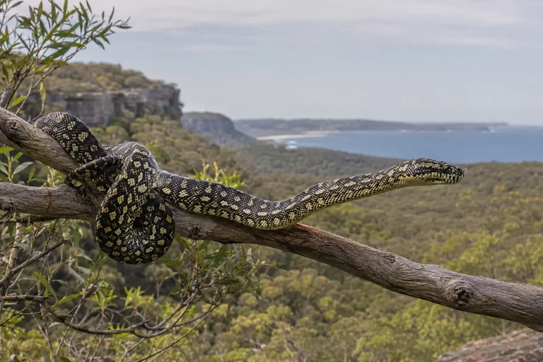 Diamond python in Northern Beaches bushland
