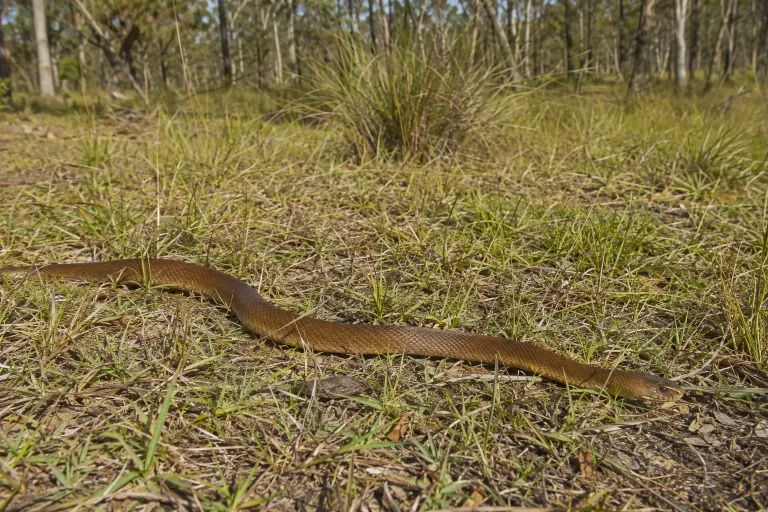Eastern brown snake in Western Sydney grassland
