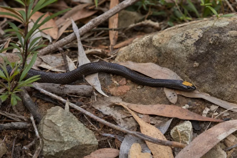 Golden-crowned snake in Northern Sydney leaf litter