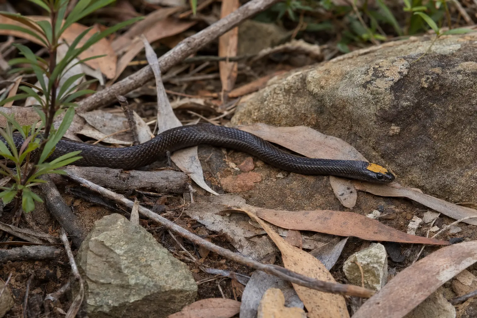 Illustrative Golden-crowned Snake showing its yellow crown in Sydney sandstone leaf litter
