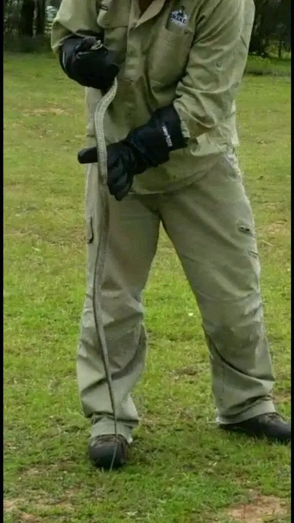 Harley Jones wearing long, loose protective field clothing, sturdy footwear and gloves while professionally handling a snake outdoors