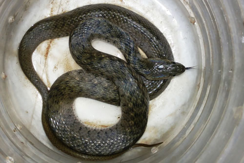 Keelback