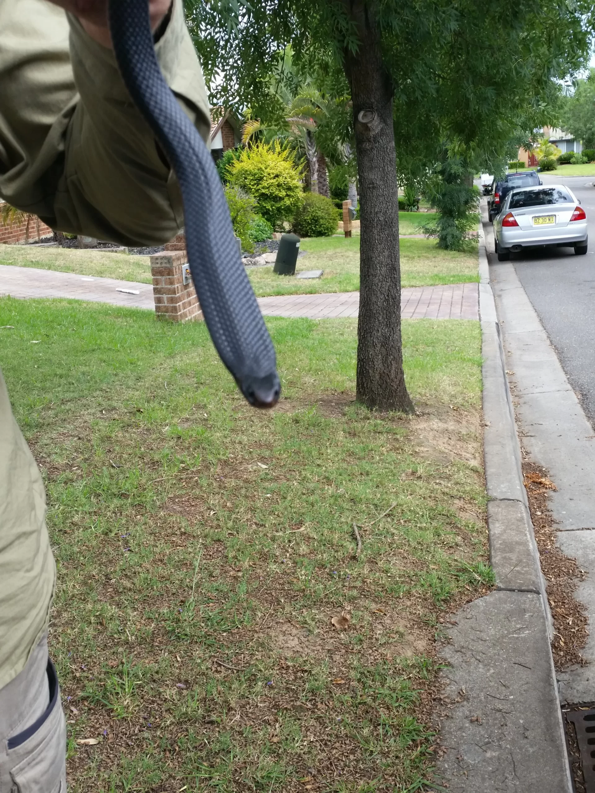 Red-bellied Black Snake safely contained after removal from a Chatswood garden