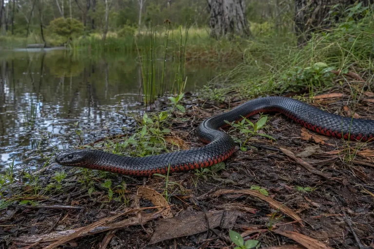 Red-bellied black snake in Sydney wetland habitat