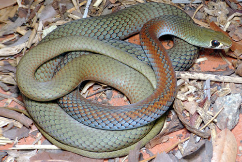 Yellow-faced Whip Snake